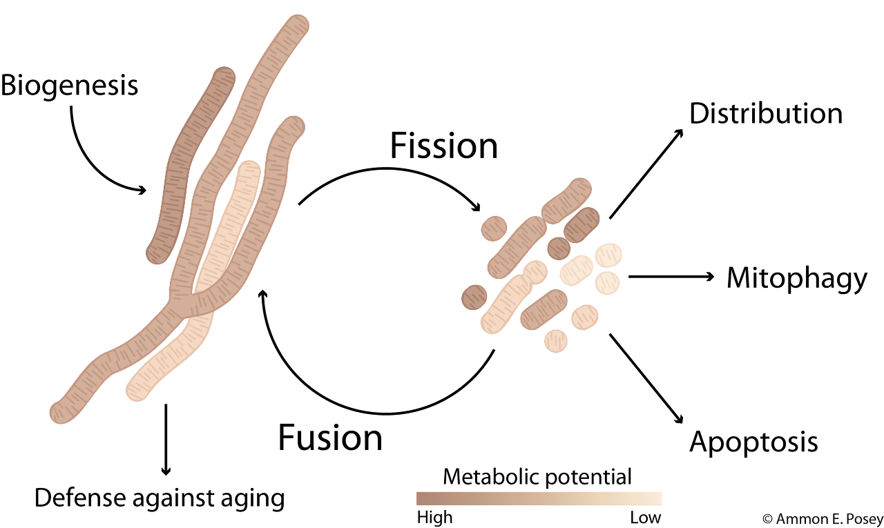 Mithochondrial homeostasis diagram